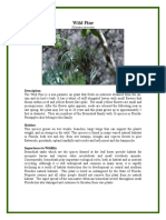 Wild Pine: Description