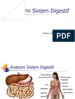 Anatomi Digestif
