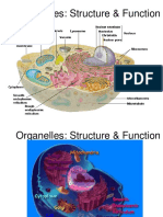 Organelles Structure Function