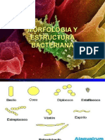 Morfologia y Estructura Bacteriana