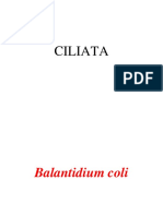 Parasitologi - Protozoologi Ciliata