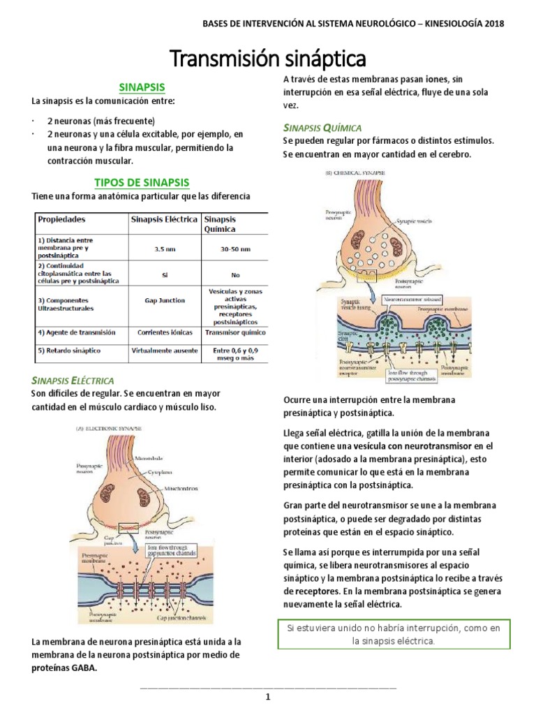 Tipos y Funciones de la Sinapsis Neuronal | PDF | Sinapsis | Sinapsis ...