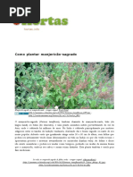 Como Plantar Manjericão Sagrado (Tulasi)