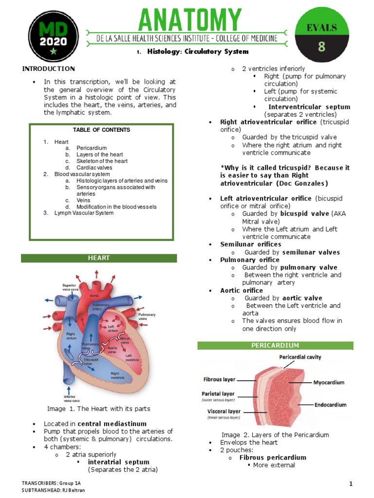 Anatomy and Histology of the Circulatory System: A Focus on the Heart ...