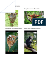 Tarsius Tarsier Orang Utan Sumatera (Pongo Ablii) : 7 Primata Asli Indonesia