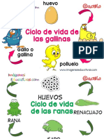 Ciclos-vitales-para-niños-PDF.pdf
