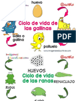 Ciclos Vitales para Niños PDF