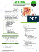 Male Reproductive System