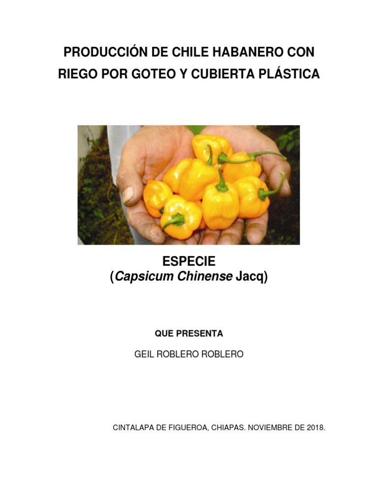 Chile Habanero Riego Agricultura