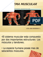 Sistema Muscular: Lcda. Ana Hernández L