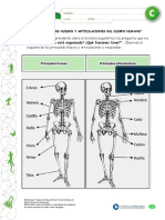 Esqueleto PDF