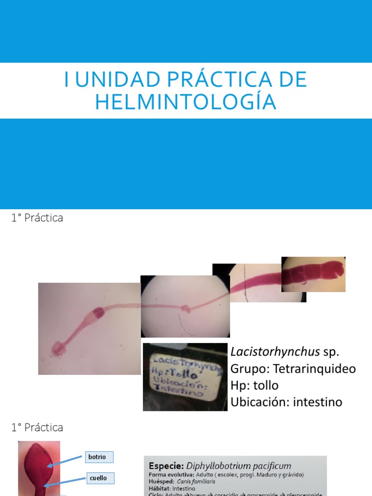 I Unidad Práctica de Helmintología PDF Anatomia animal Parasitología