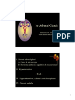 Adrenal Color