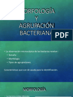 Morfologia Bacterias