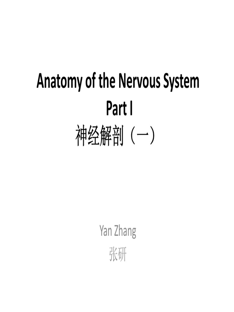 Nervous System Anatomy Overview | PDF | Cerebrospinal Fluid | Frontal Lobe