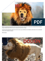 Dolion Is A Cross Between A Lion and Dog
