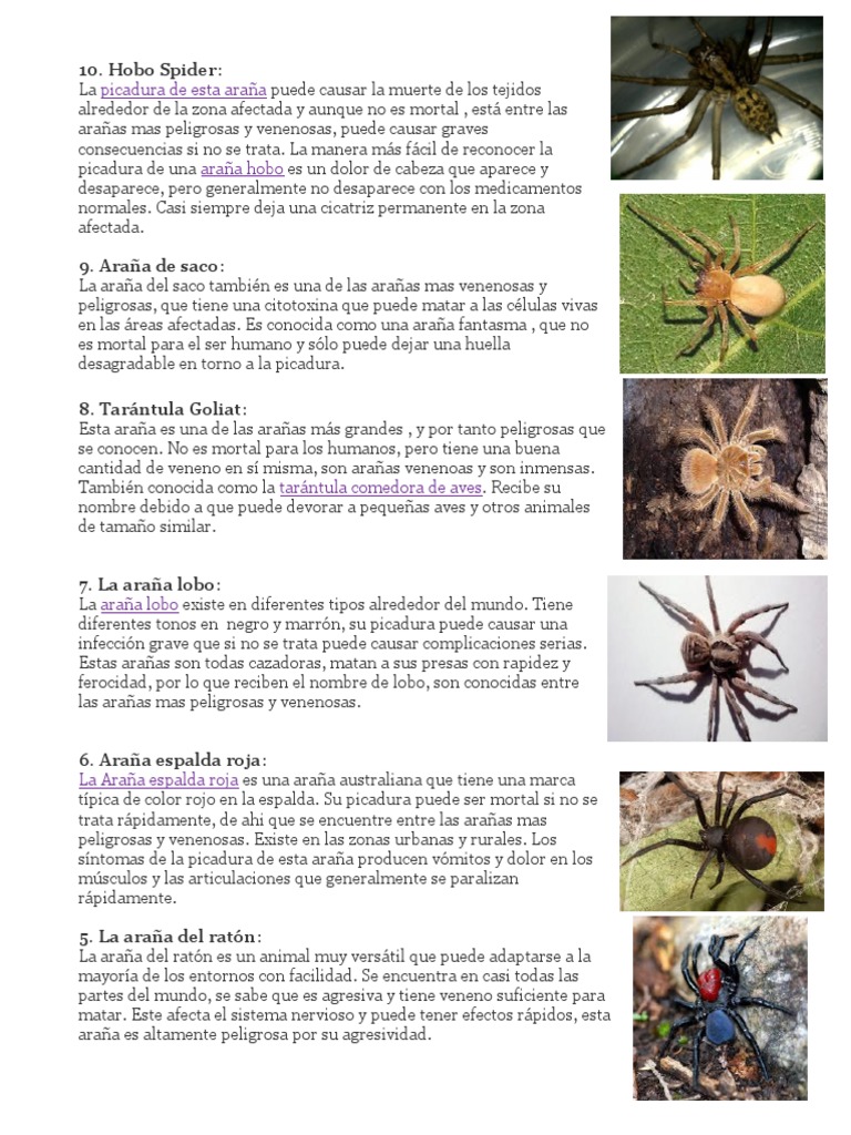 Tipos de Arañas | PDF | Araña | Salud y bienestar, image size:768x1024