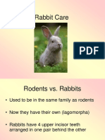 Rabbit care.ppt