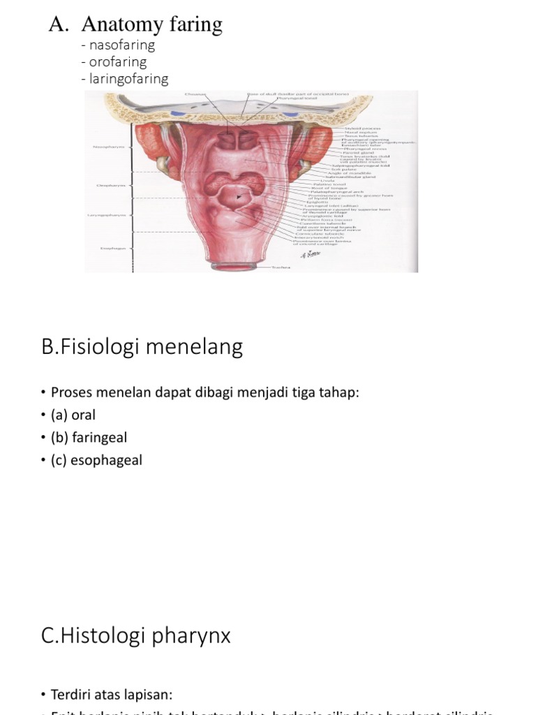 Anatomy Faring | PDF