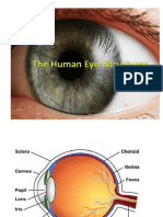 The Human Eye PowerPoint.pptx