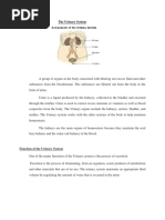 Function of The Urinary System