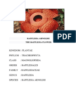 Rafflesia Arnoldii - The World's Largest Flower