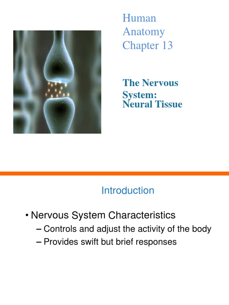 Human Anatomy: The Nervous System: Neural Tissue | PDF | Chemical ...