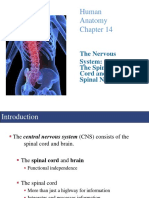 Human Anatomy: The Nervous System: The Spinal Cord and Spinal Nerves