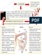 OVULACION