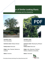 Ficus Microcarpa and Ficus Benjamina Oct 2017 PDF