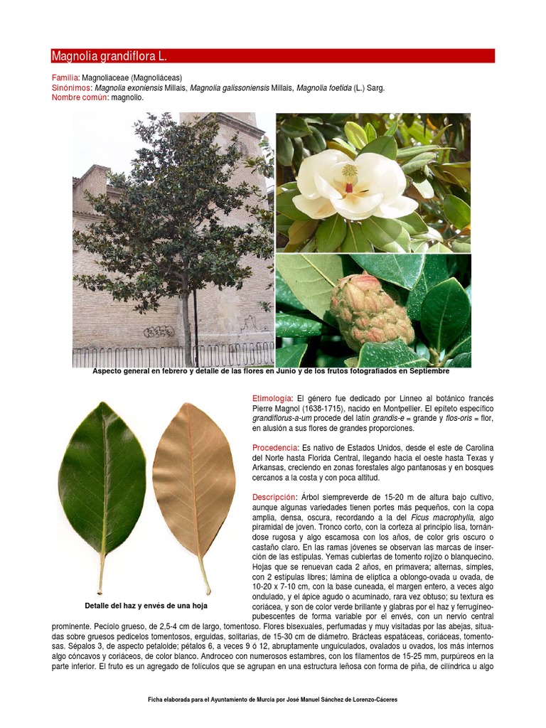 Características de Magnolia grandiflora | PDF | Hoja | Organismos