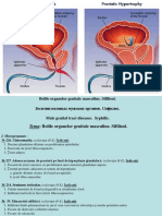 Bolile Organelor Genitale Masculine. Sifilisul