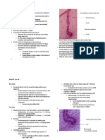 FOB Tooth Development