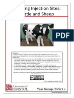 Locating Injection Sites for Cattle and Sheep