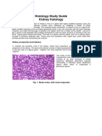 Histology Study Guide Kidney Histology: Kidney (Corpuscles and Tubules)