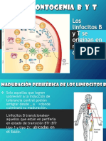 inmunologia Ontogenia B