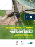 Necrosis Apical Del Mango: Bacteriosis Causada Por Pseudomonas Syringae