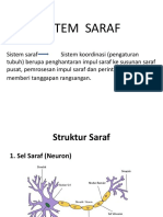 Sistem Saraf