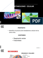 Semana 07 - Metabolismo Celular