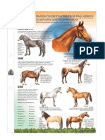 Tipos de caballo.pdf
