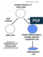 Asymmetric Division of Stem Cells