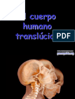 Cuerpo Humano