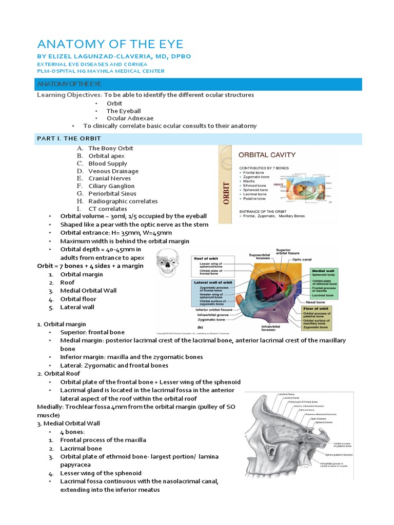 Anatomy of The Eye | Download Free PDF | Retina | Facial Features