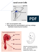 2016 Neural Crest Cells