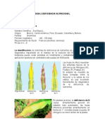 Album de Deficiencia Nutricional