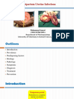 Postpartum Uterine Infections: Department of Theriogenology University of Veterinary & Animal Sciences, Lahore