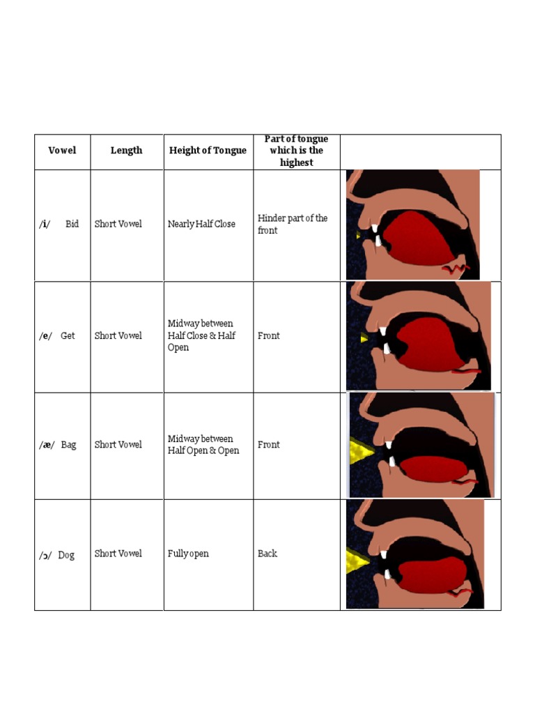 Vowel Length Height of Tongue Part of Tongue Which Is The Highest | PDF