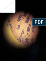 Intestino Grueso Histología