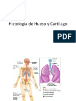 Histología de Hueso y Cartílago Teórico