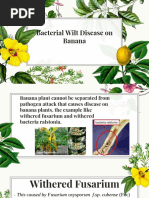 Bacterial Wilt Disease On Banana